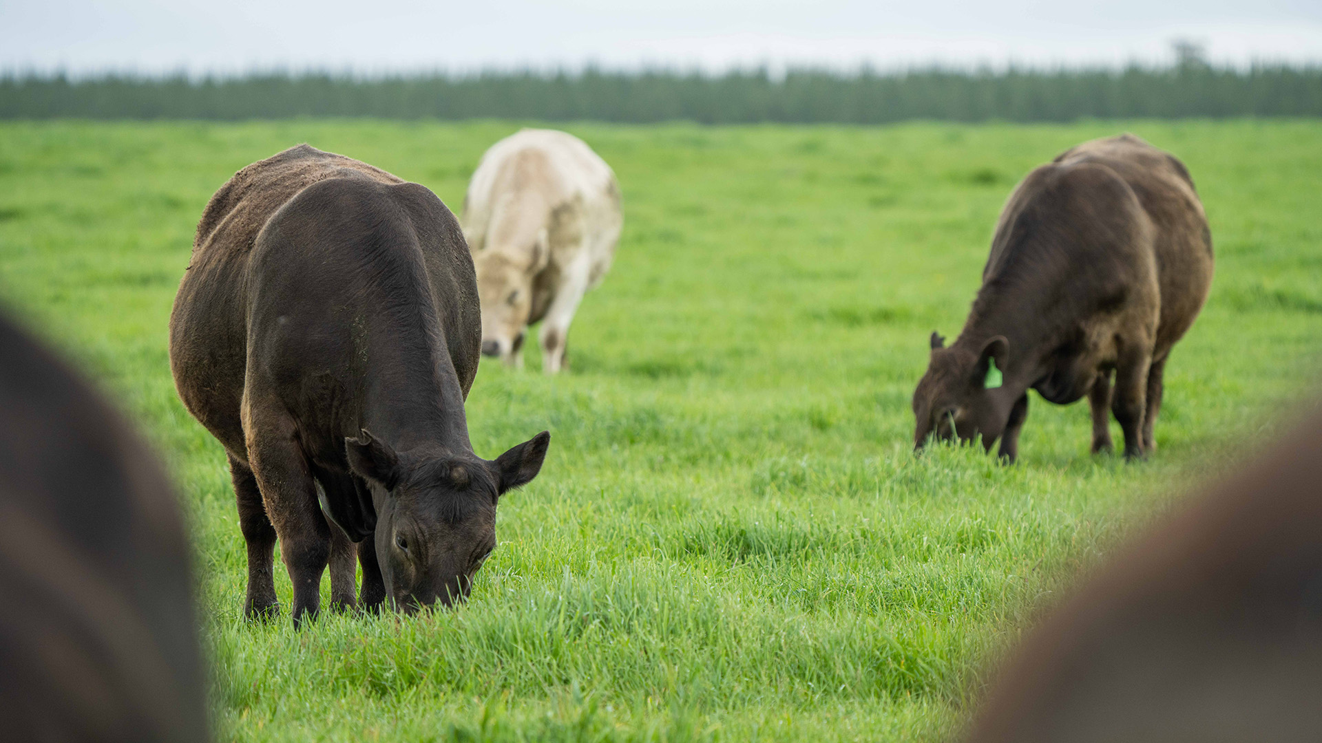 Grazing and Green- Sustainable Ranch Practices for the 21st Century