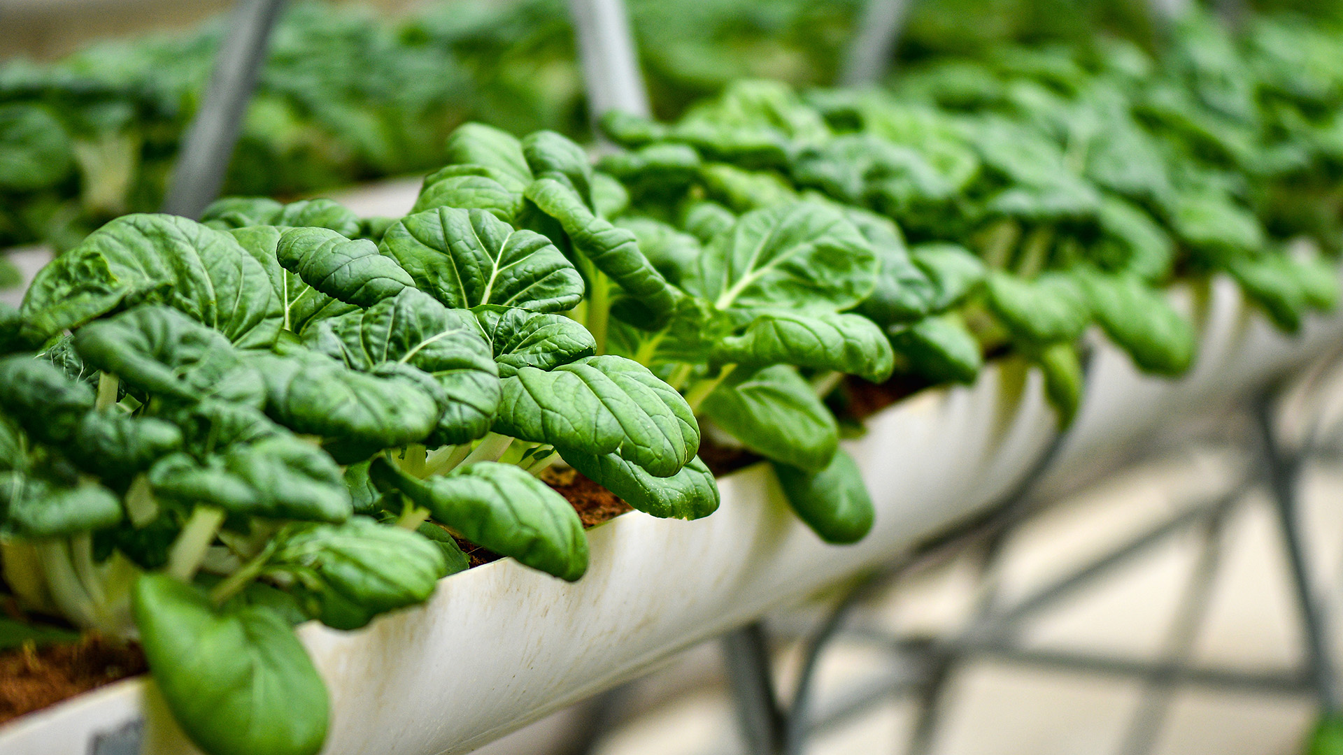 Sowing Seeds of Success- Modern Farming Techniques for a Richer Harvest